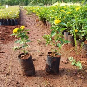 lantana yellow,red, purple 5x6