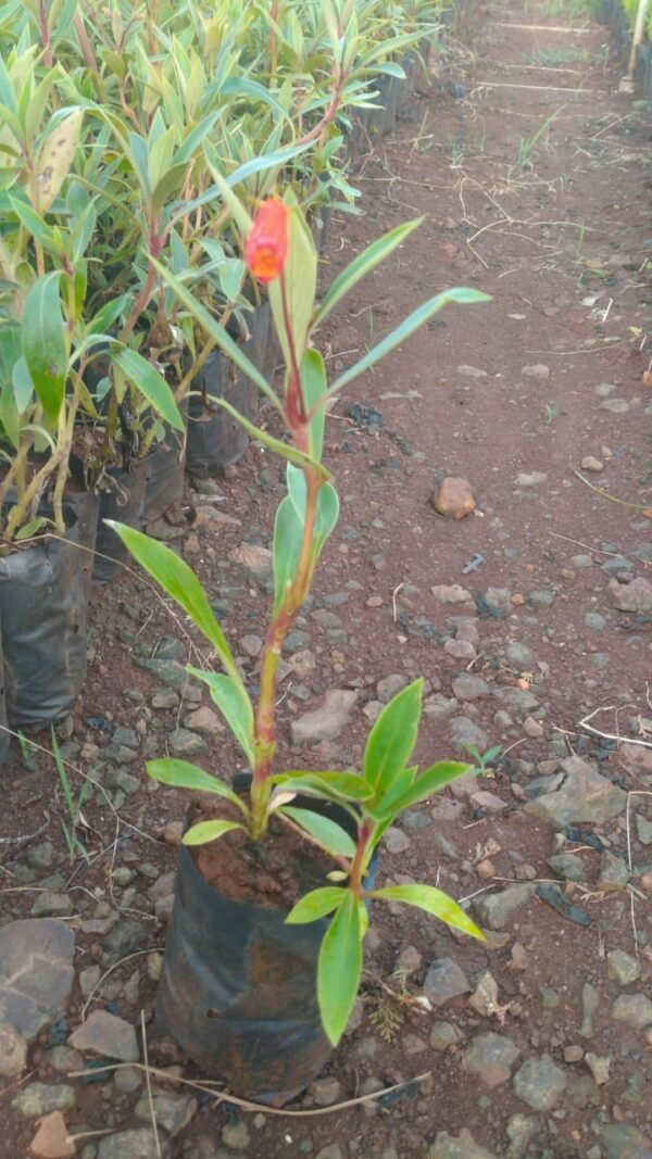 Gloxinia Sylvicta 5x6